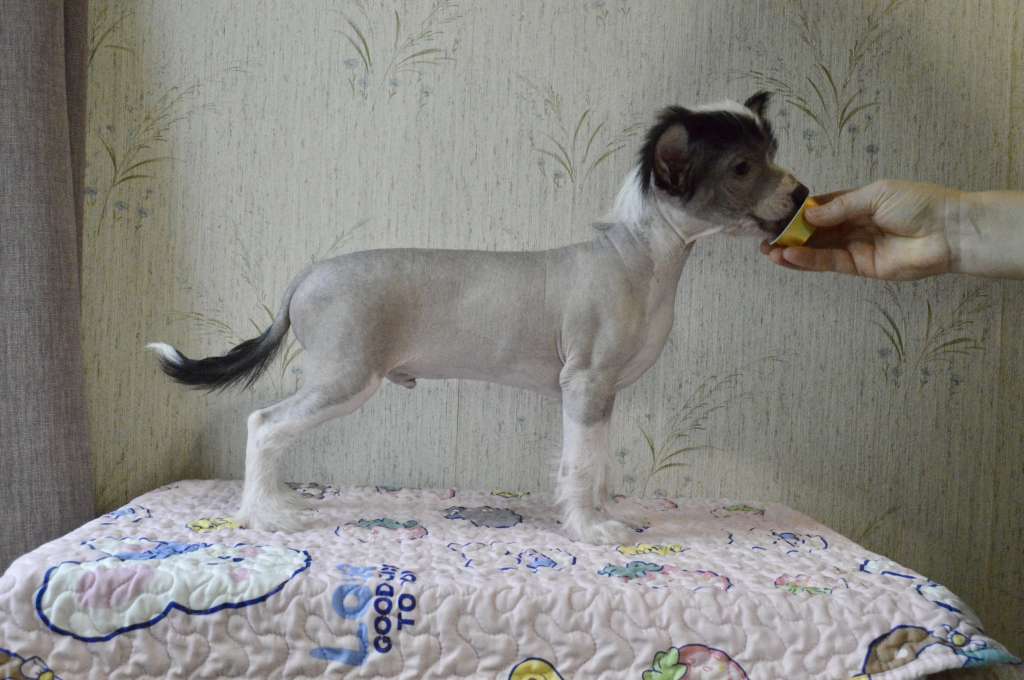 Girls Girls Nùmenorë Knigth