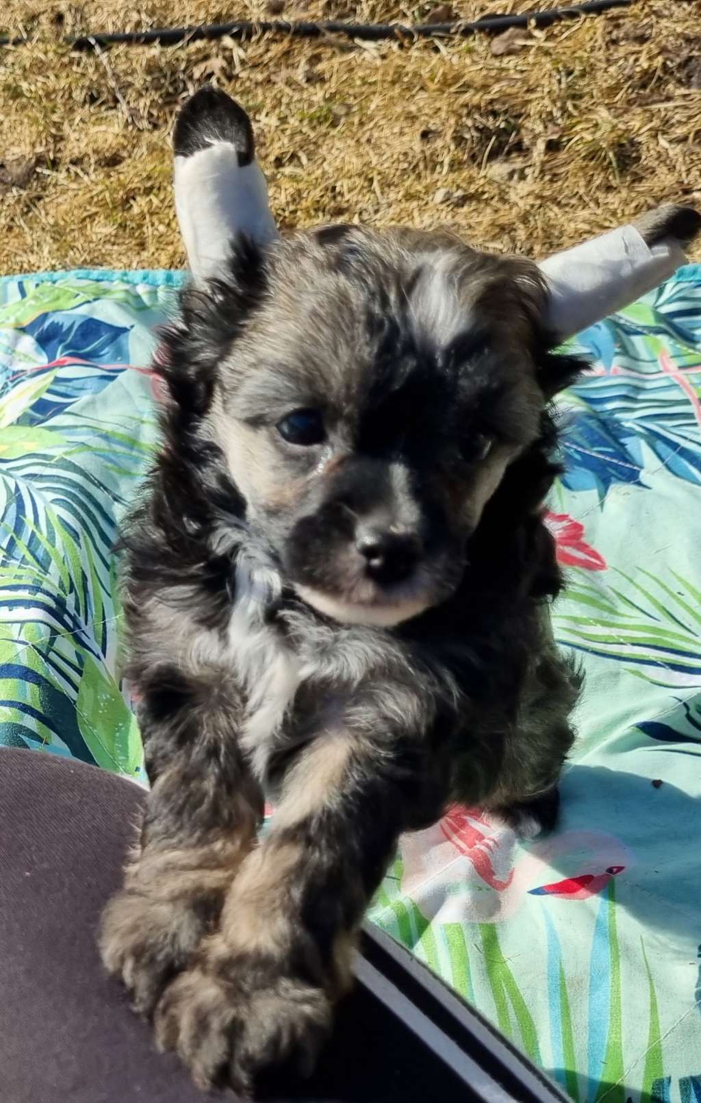 Epadalens Miss Misery