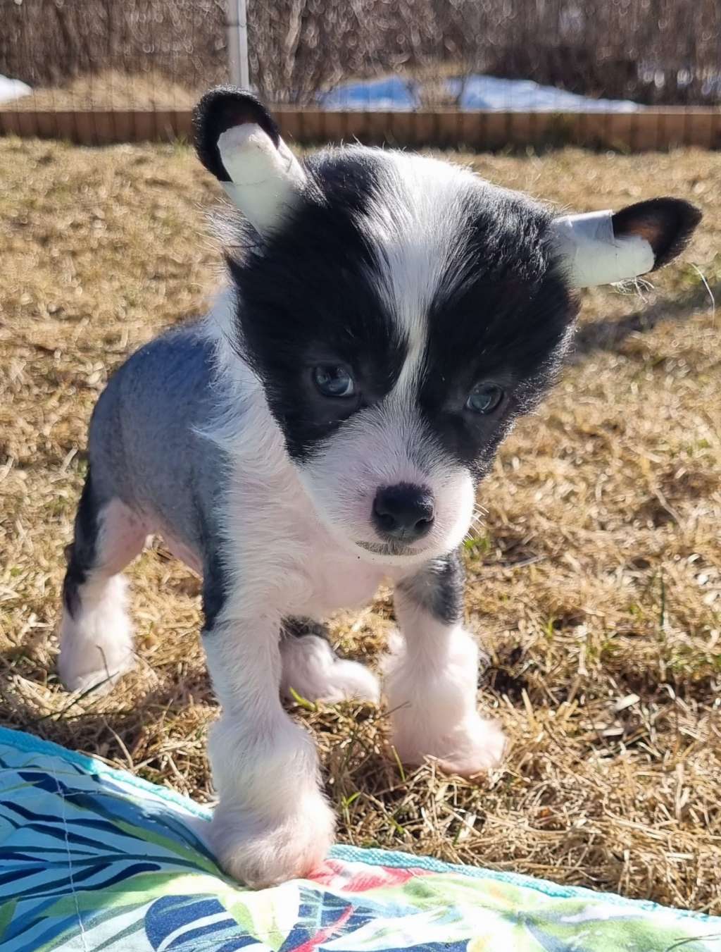 Epadalens Hair Of The Dog