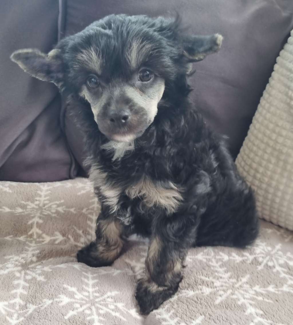 Epadalens Bad Bad Boy