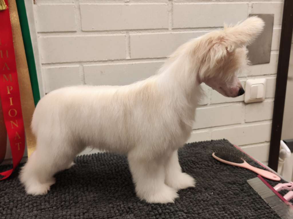 Naked Stars Screw The Cookies Send Money