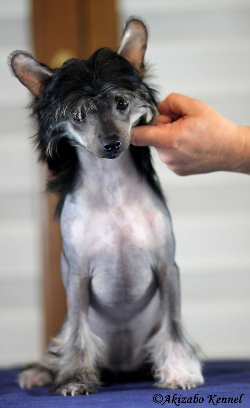 Bao Mei Gold Partner