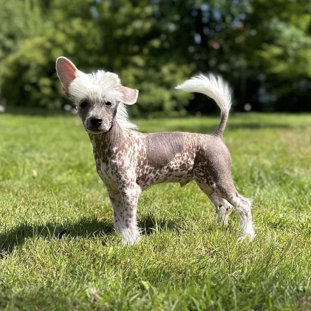 Joffers Bark Bombycilla