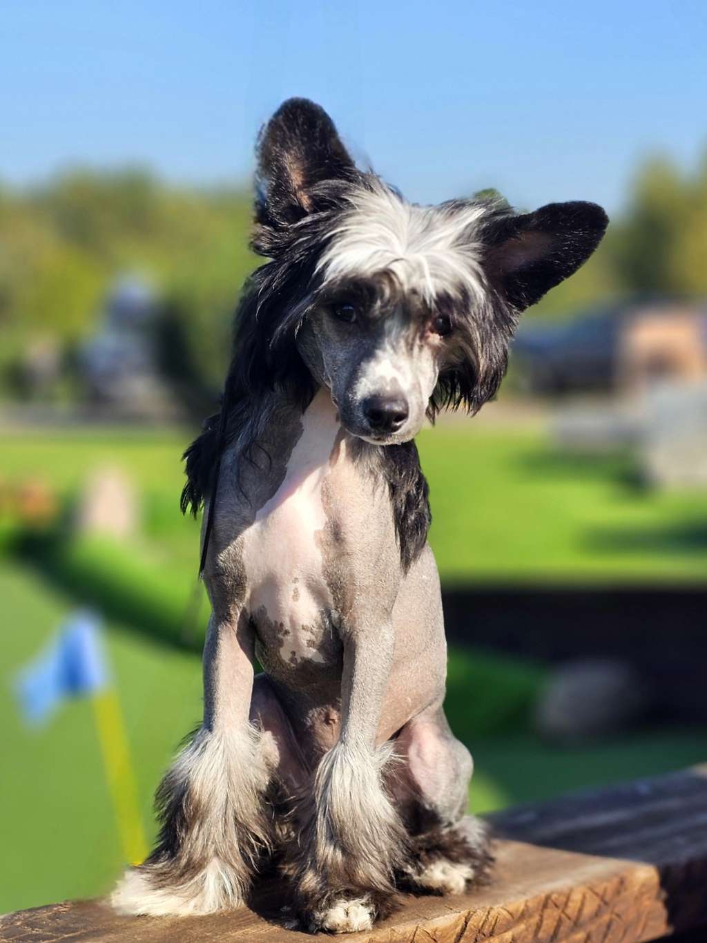 Paparazzi Prime Time Gambitas