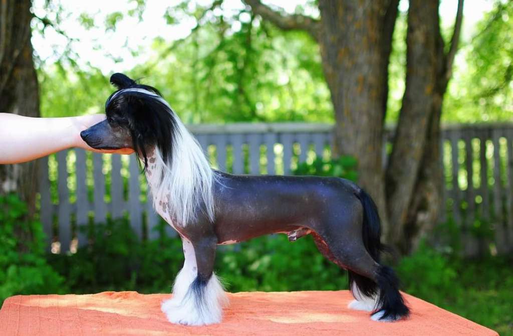 Lilla Wanillas Danger Zone