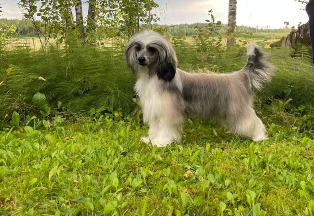 Oakcrest Darling Disaster