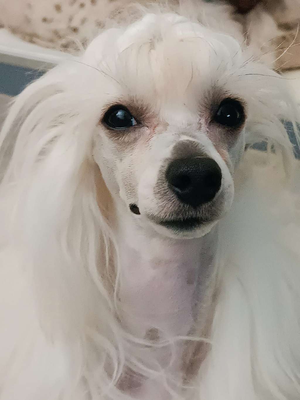 Heartesha's Love of my Life