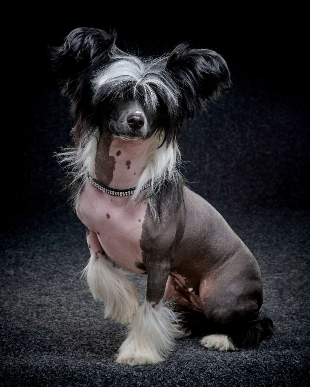 Crestwood She Sells Seashells