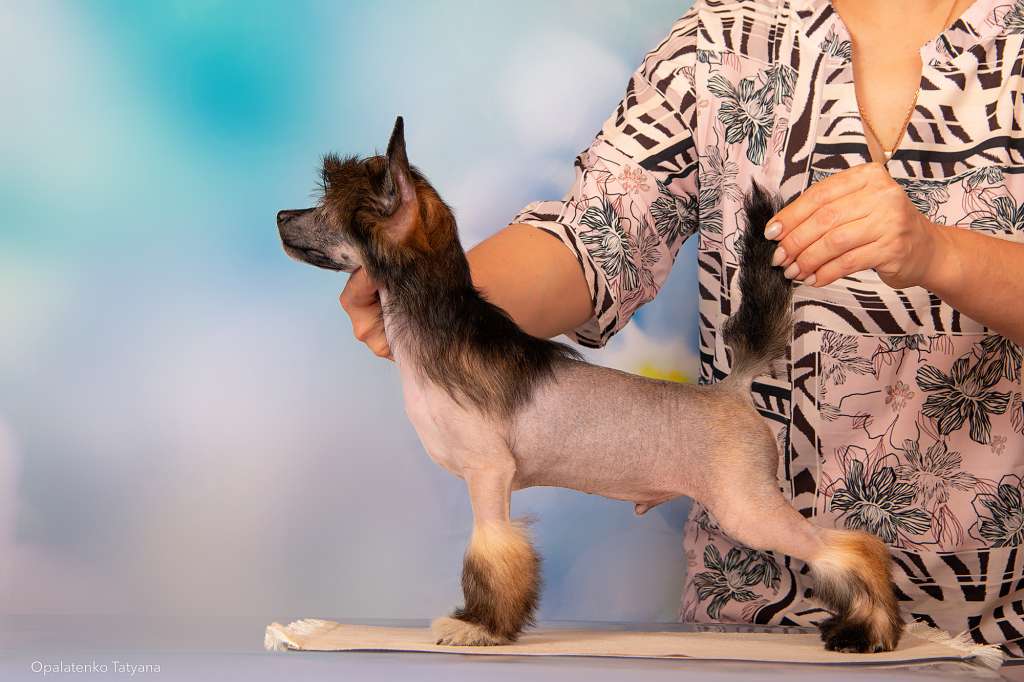 Ashantal Bentley Continental