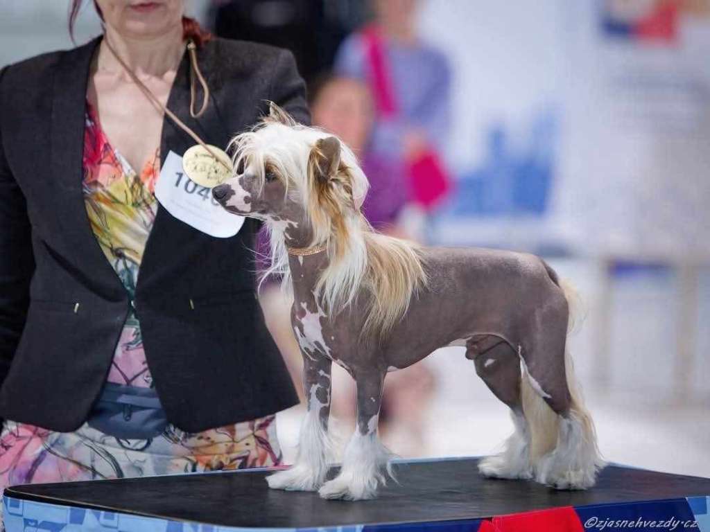 Famrus Fan Of The Fair