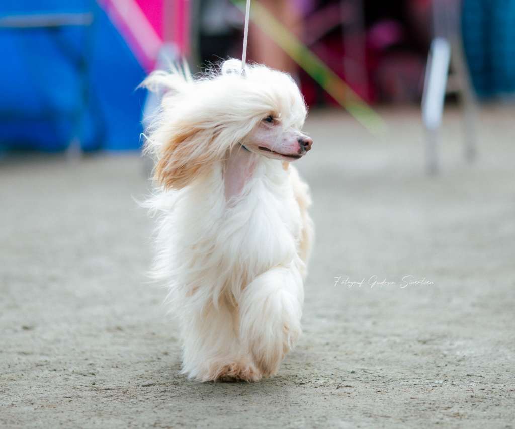 Crested Vixen's Hold the Line