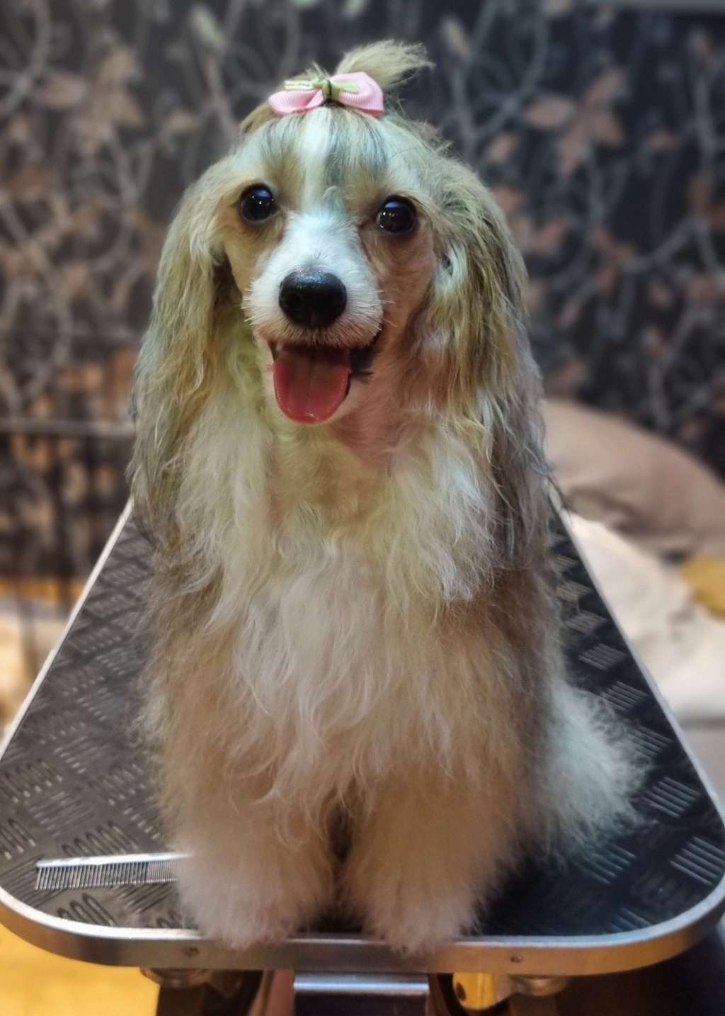 Zanevi's Snorkfrøken