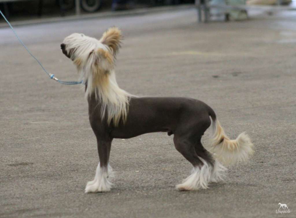 Pufflepaws devil sent you to Gemadar