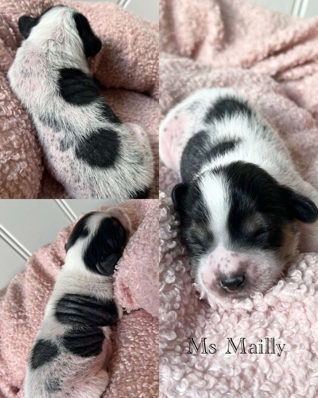 Dreamful Ms Mailly by Naked Bubbles