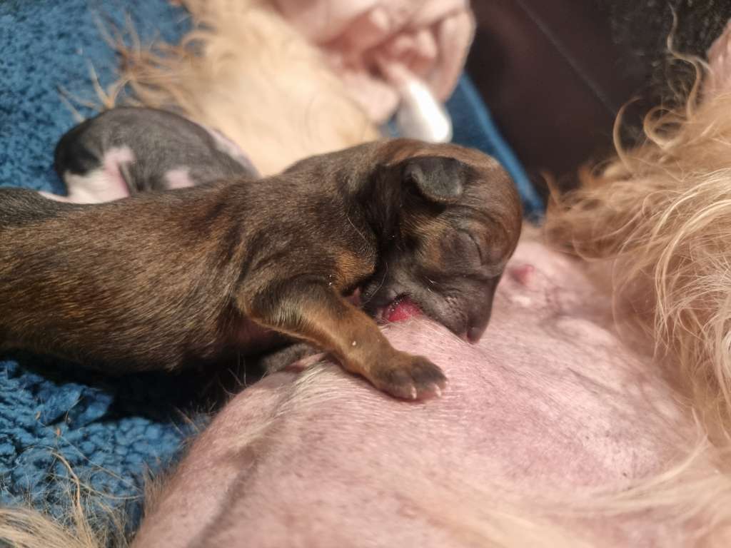 Crested Vixen's Deadly Fiddler Grim