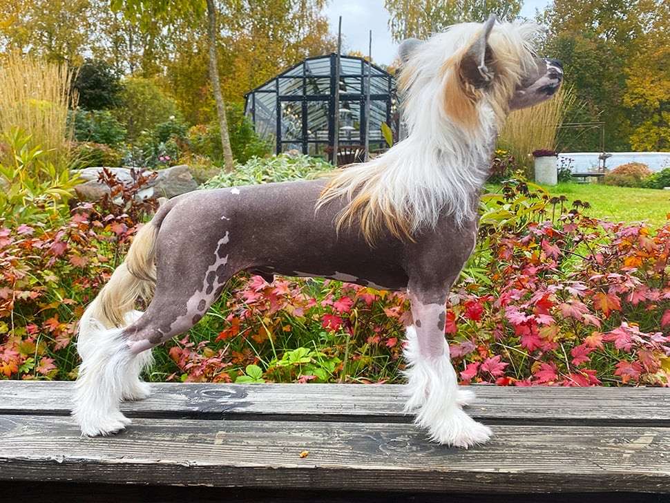 Hitchcock's Story Gerardesky