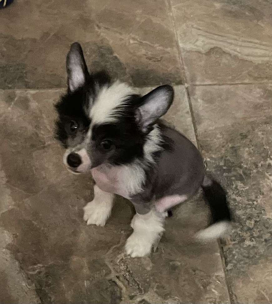 Show Galaktika Totyllas