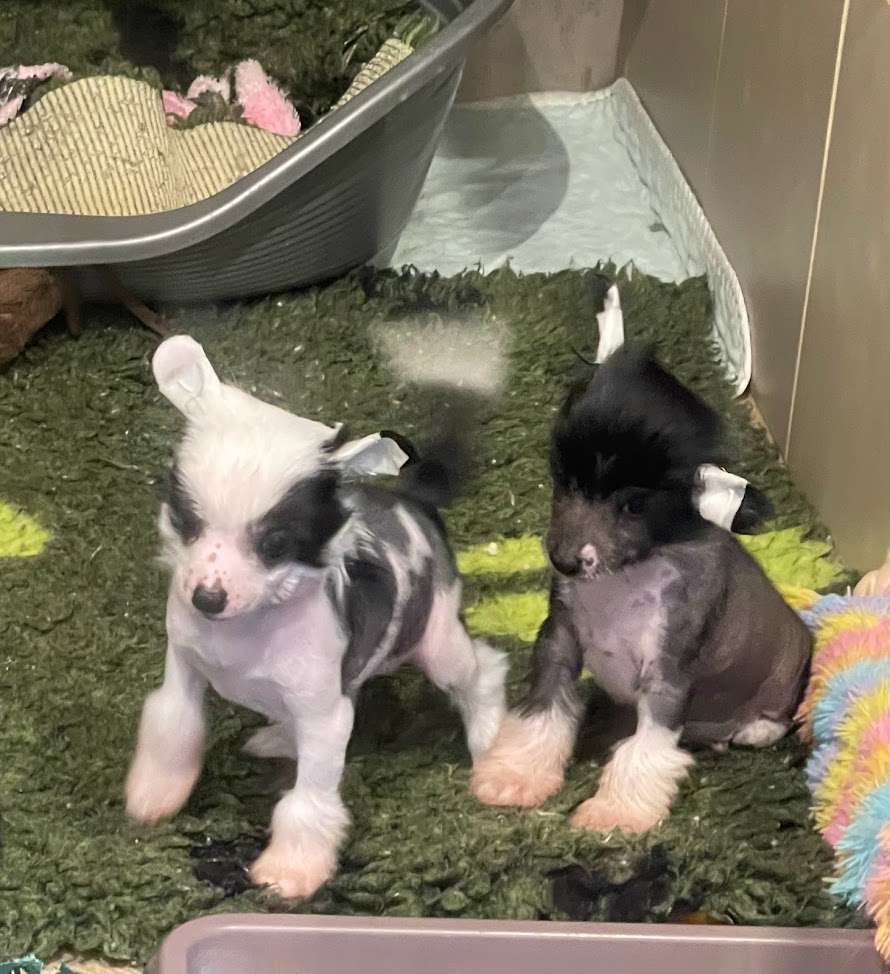 Show Galaktika Neptun