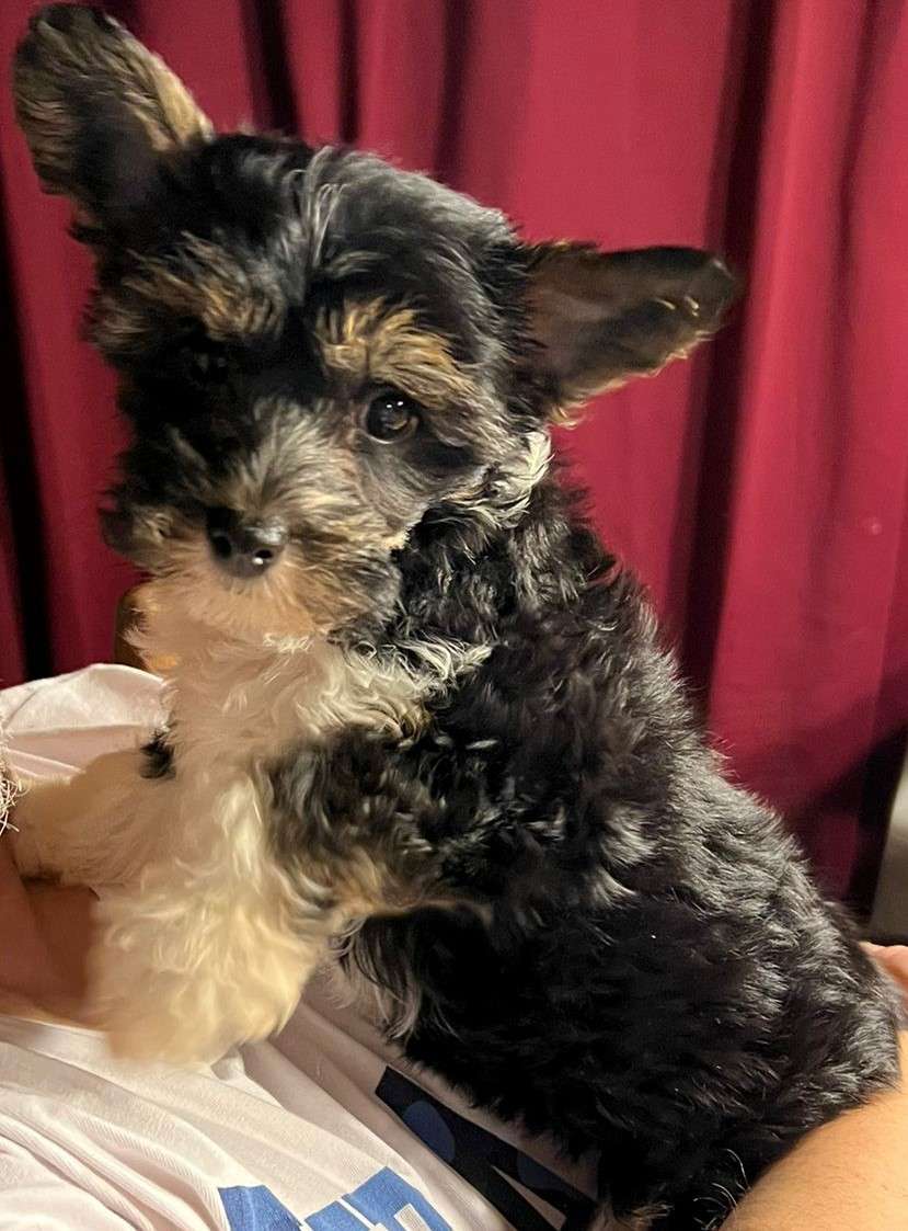 Hermine Kiyomi  in Terra Civis