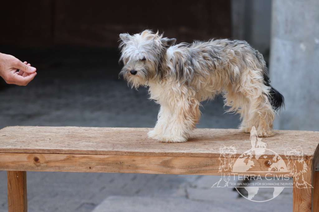 Hu Tao Aki Yama  in Terra Civis