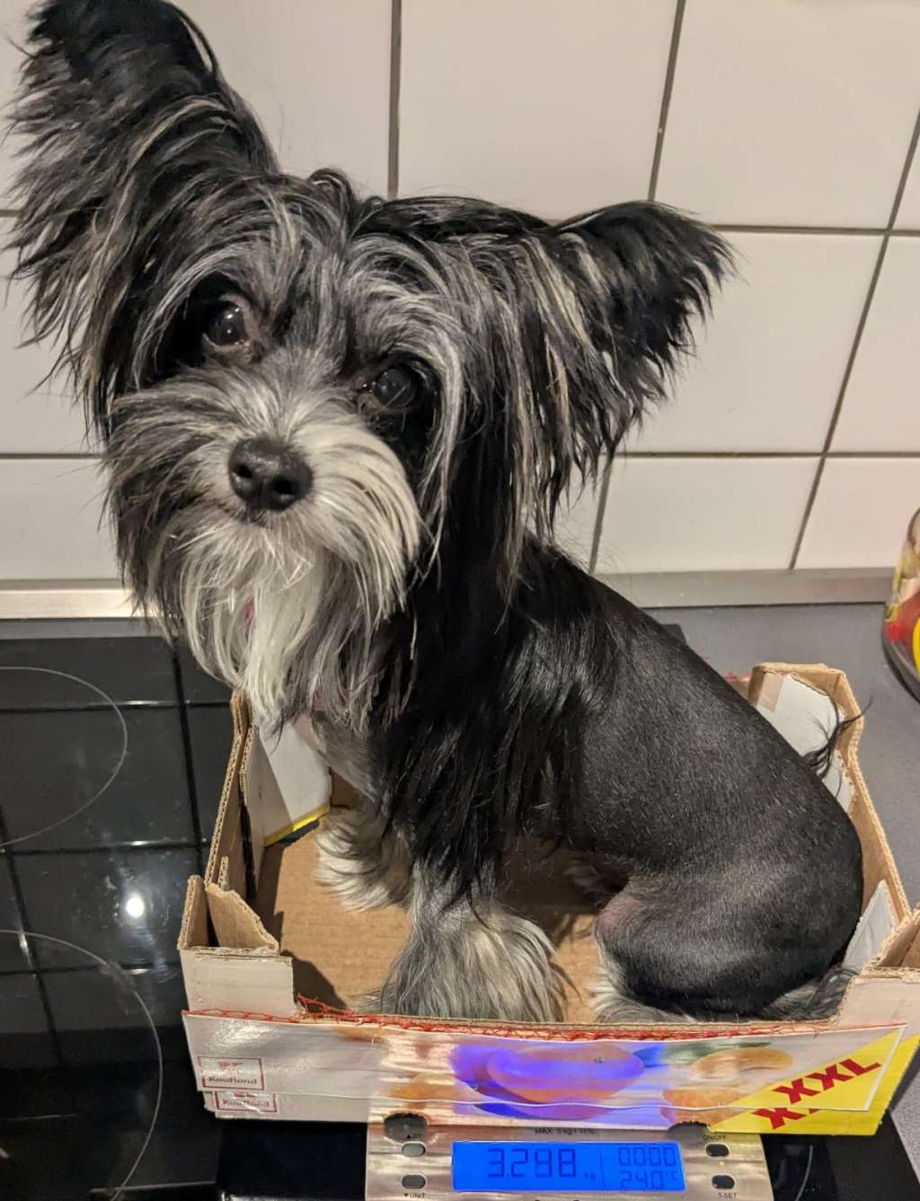 Hayami Helya  in Terra Civis