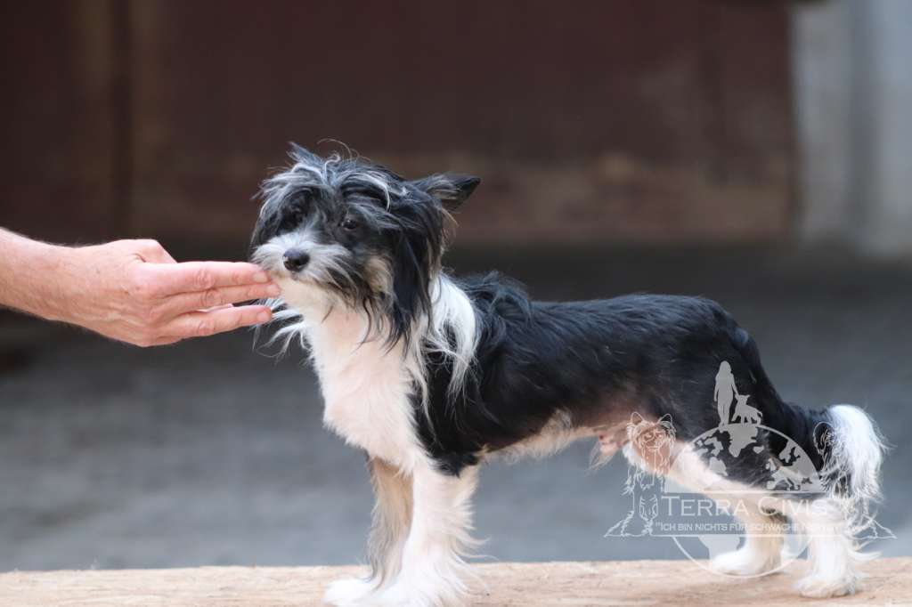 Huracán Evo  in Terra Civis