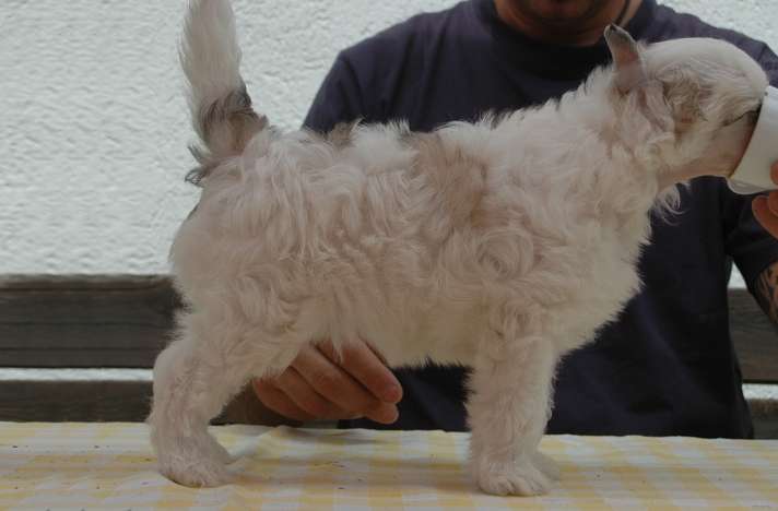 Boticelli Di Chrisdor's