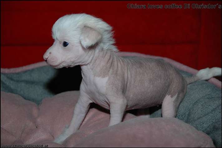 Ciara Loves Coffee Di Chrisdor's