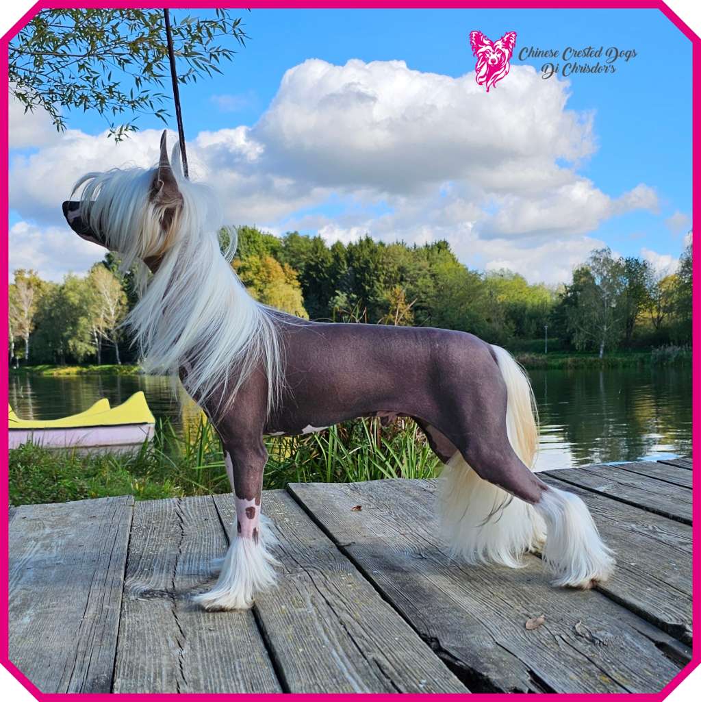 Einstein Di Chrisdor's