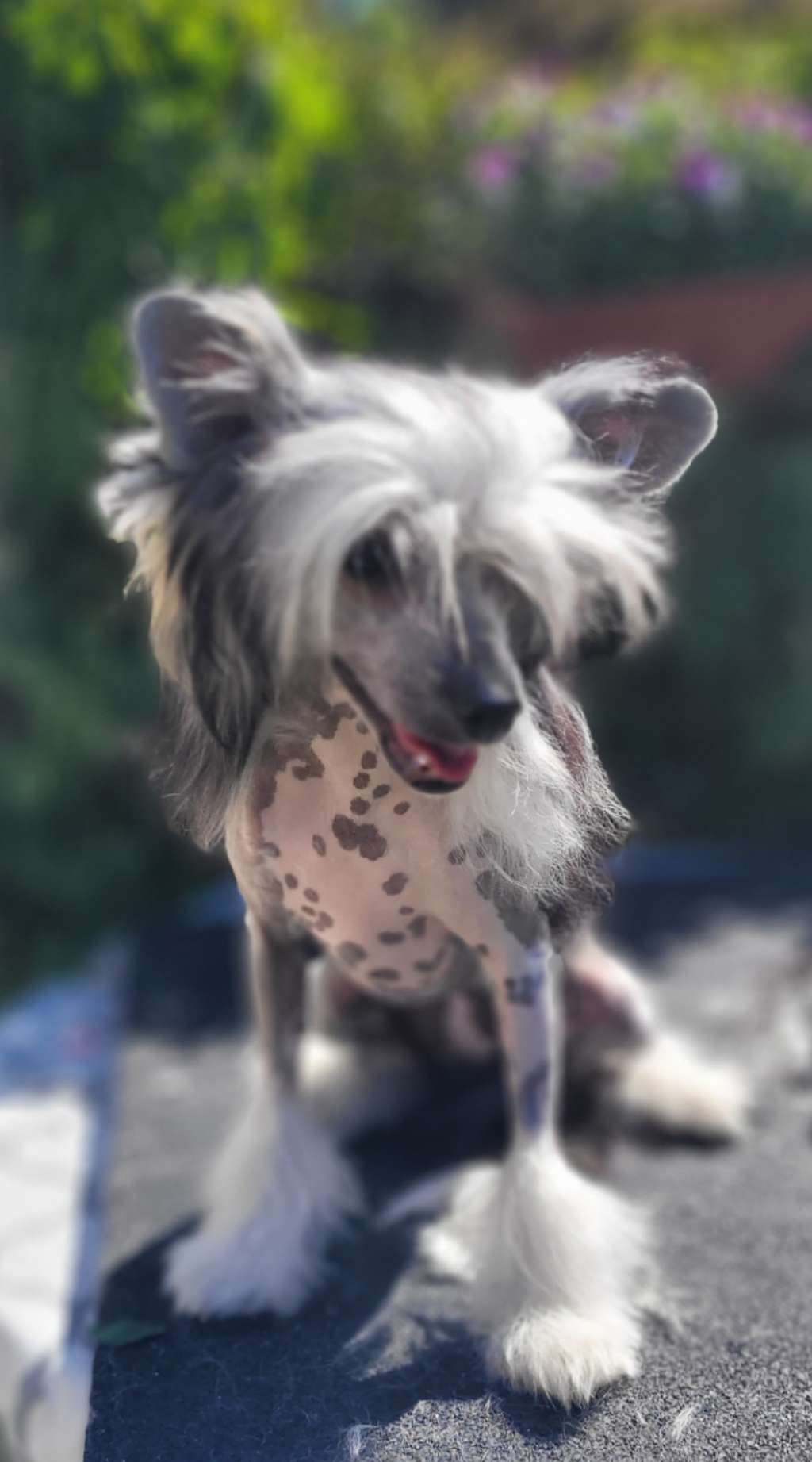 Karamela Kora z Jaromerskeho panství