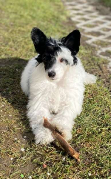 Kleo Kakapo z Jaromerského panství