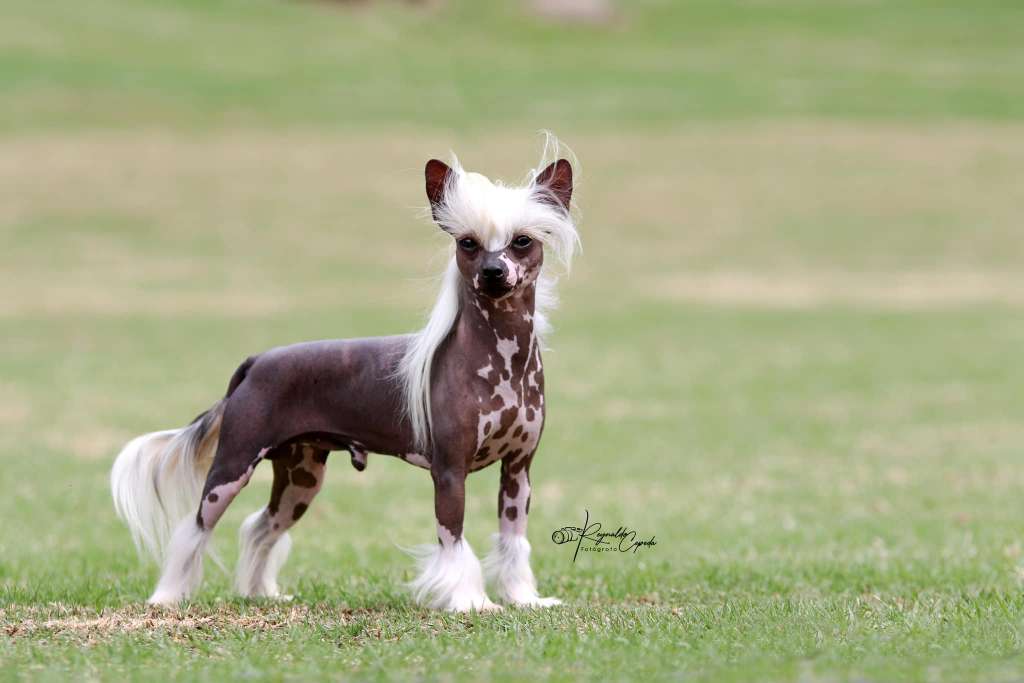 De La Casa Borromeo's Martin