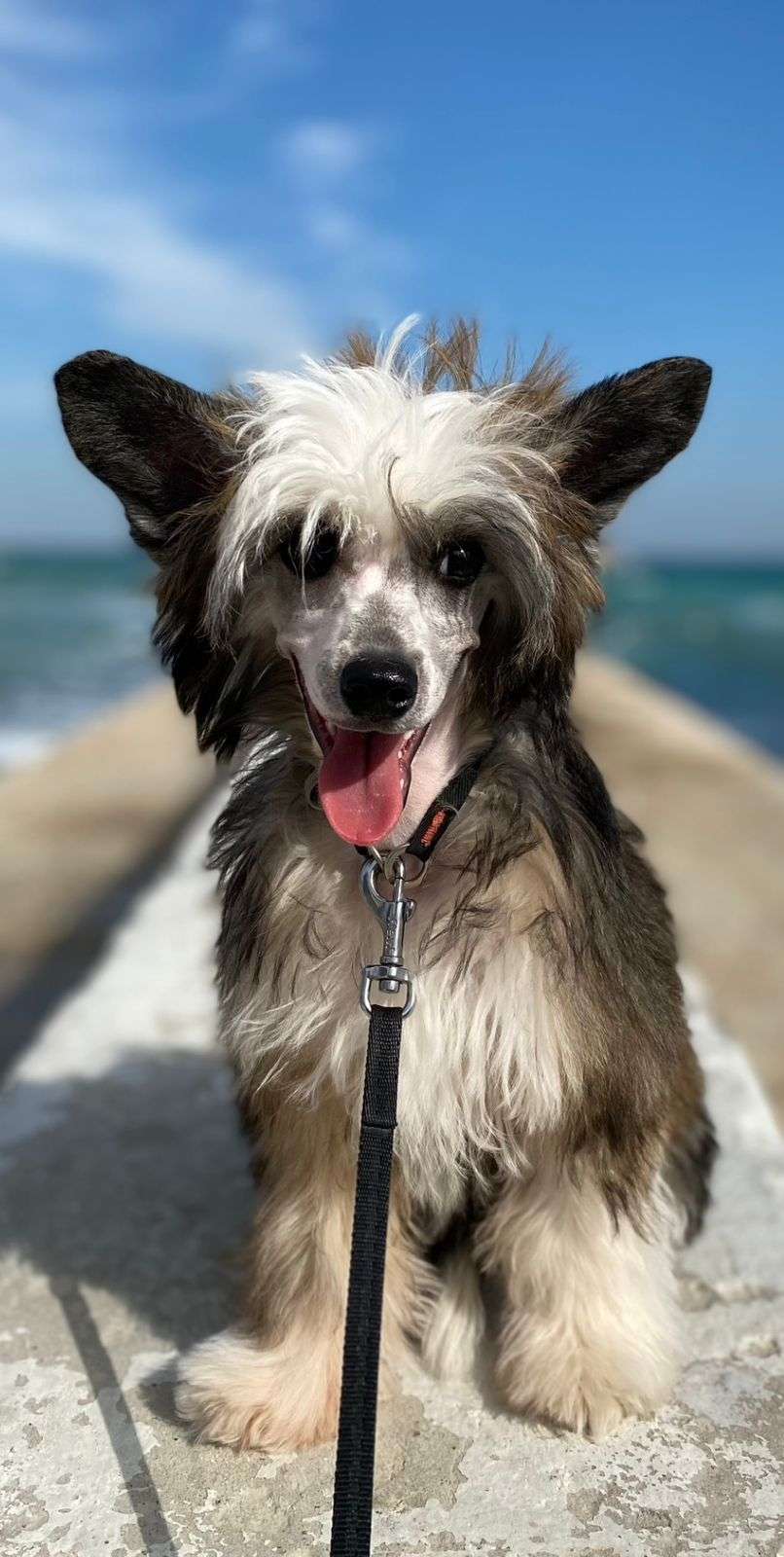 Gallurius Amanda Fantastic Lady