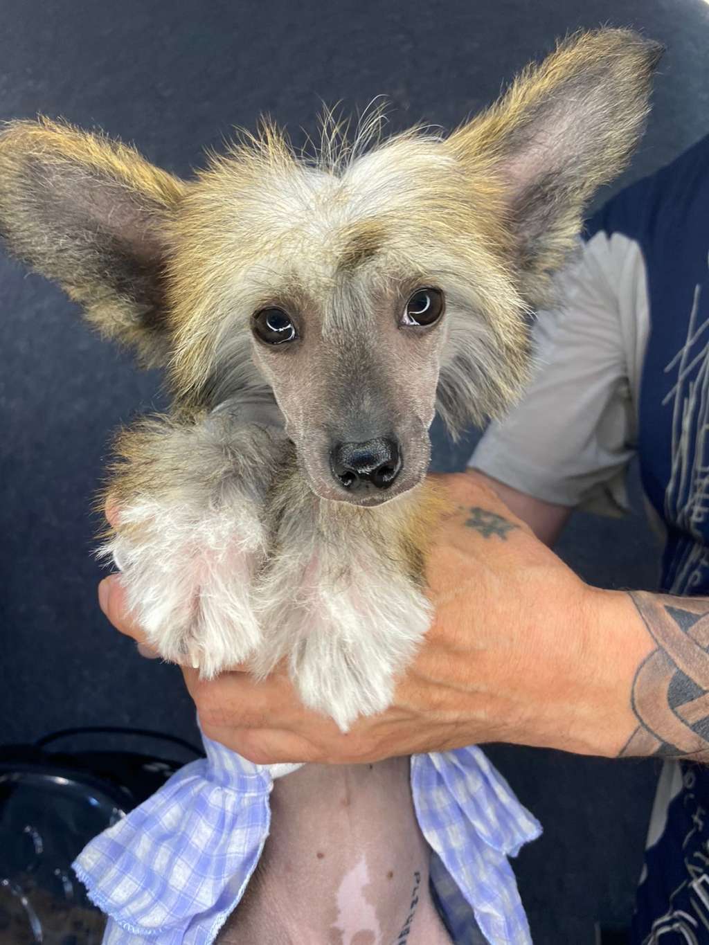 Gallurius Abigel  Little  Princess