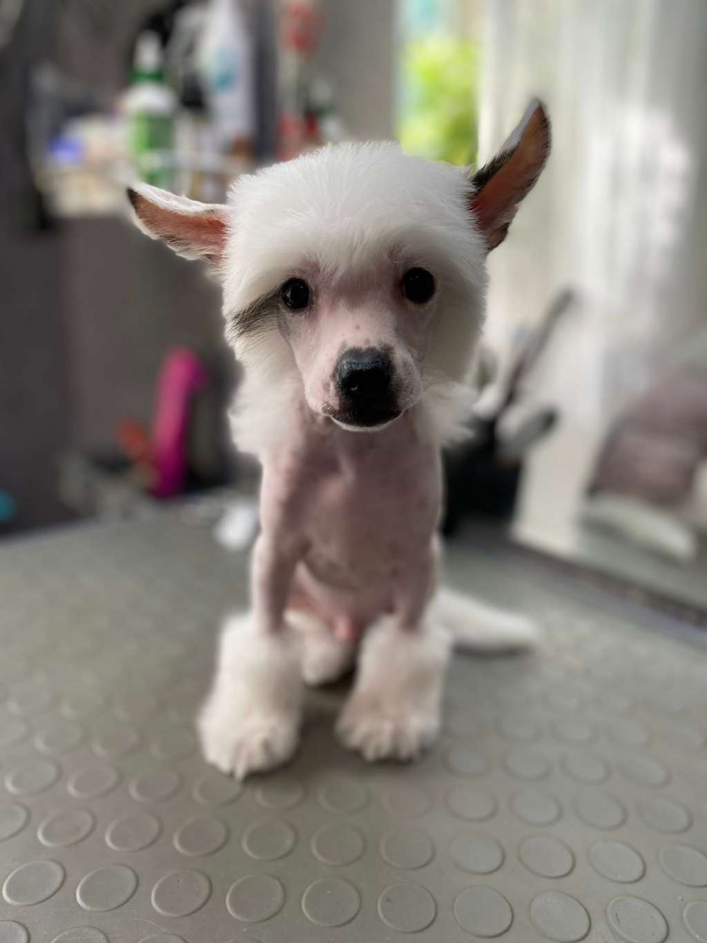 Gallurius Atlantic Storm