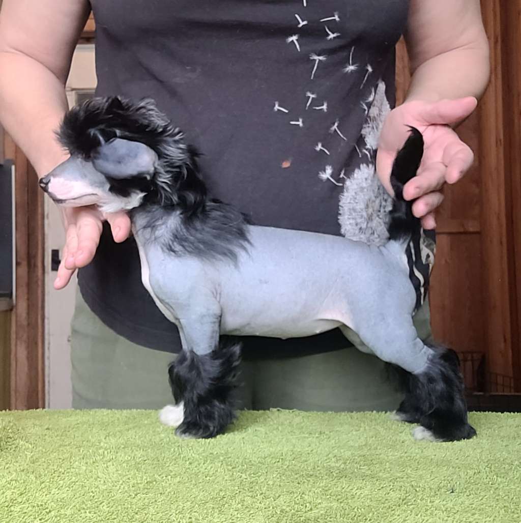 Apriori Vip Francheska