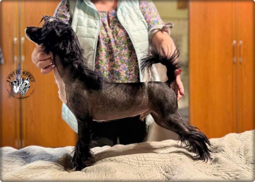 Jantar Exotic World FCI