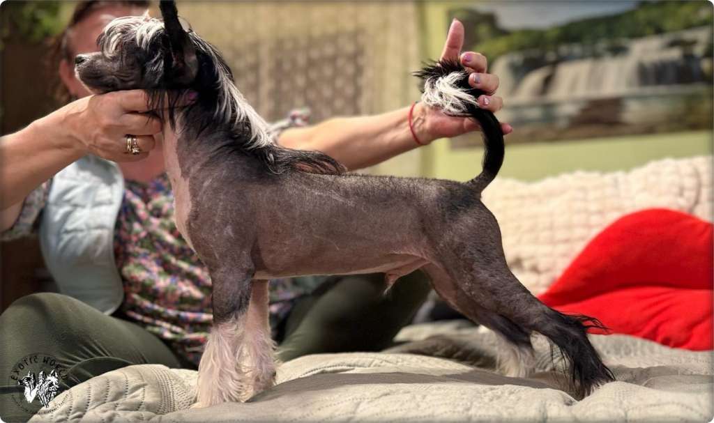 Juppi Exotic World FCI