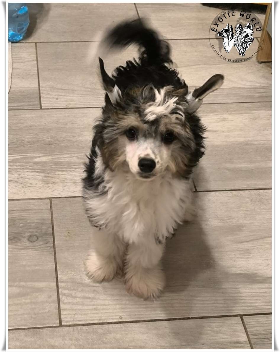 Jeremi Exotic World FCI