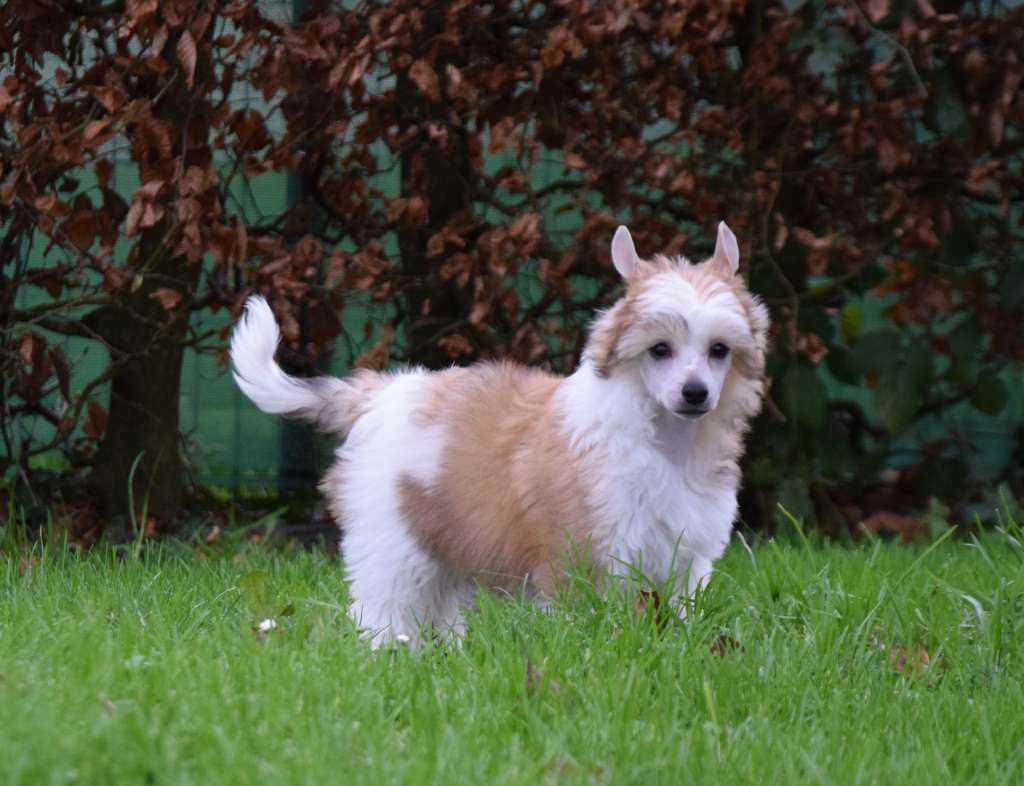 Victoriya Little Exotic Star