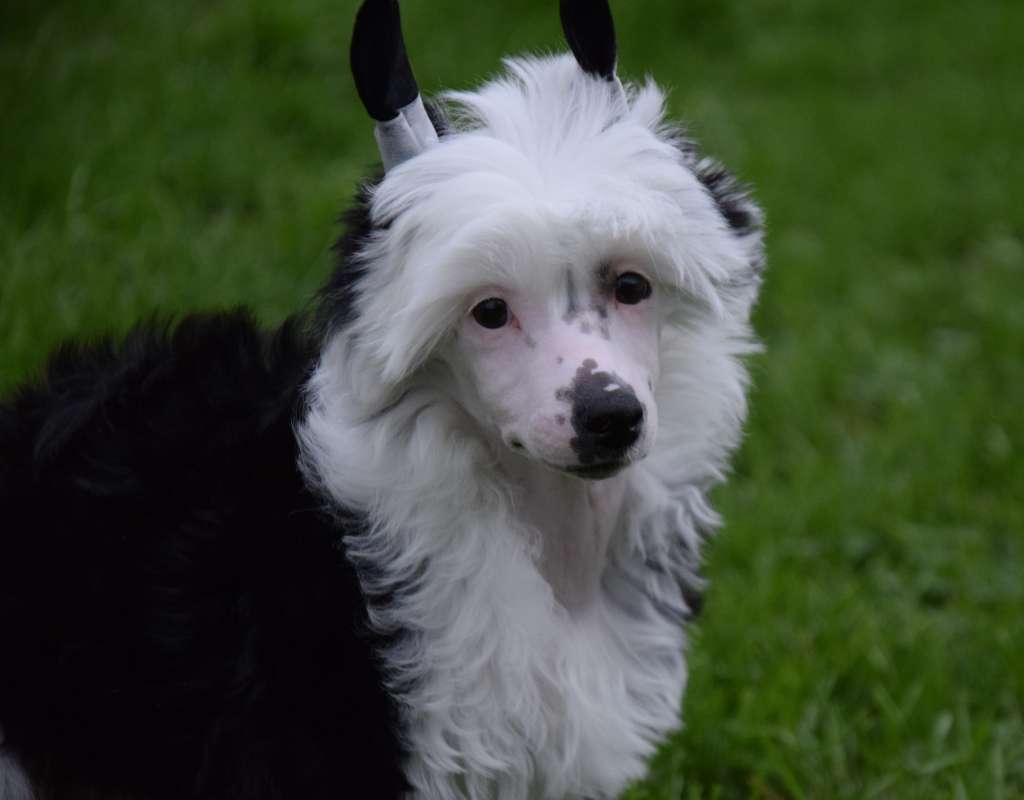 Victoire Little Exotic Star