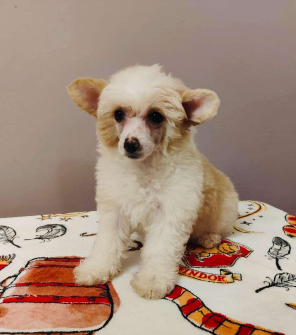 Aksamitka Ciotola Piena