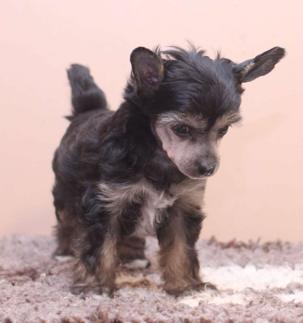 Artic Flyers Little Rascal