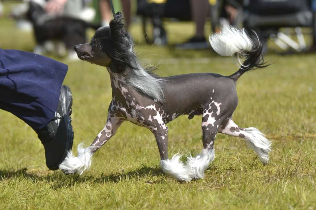 Lilla Wanillas Exit Plan