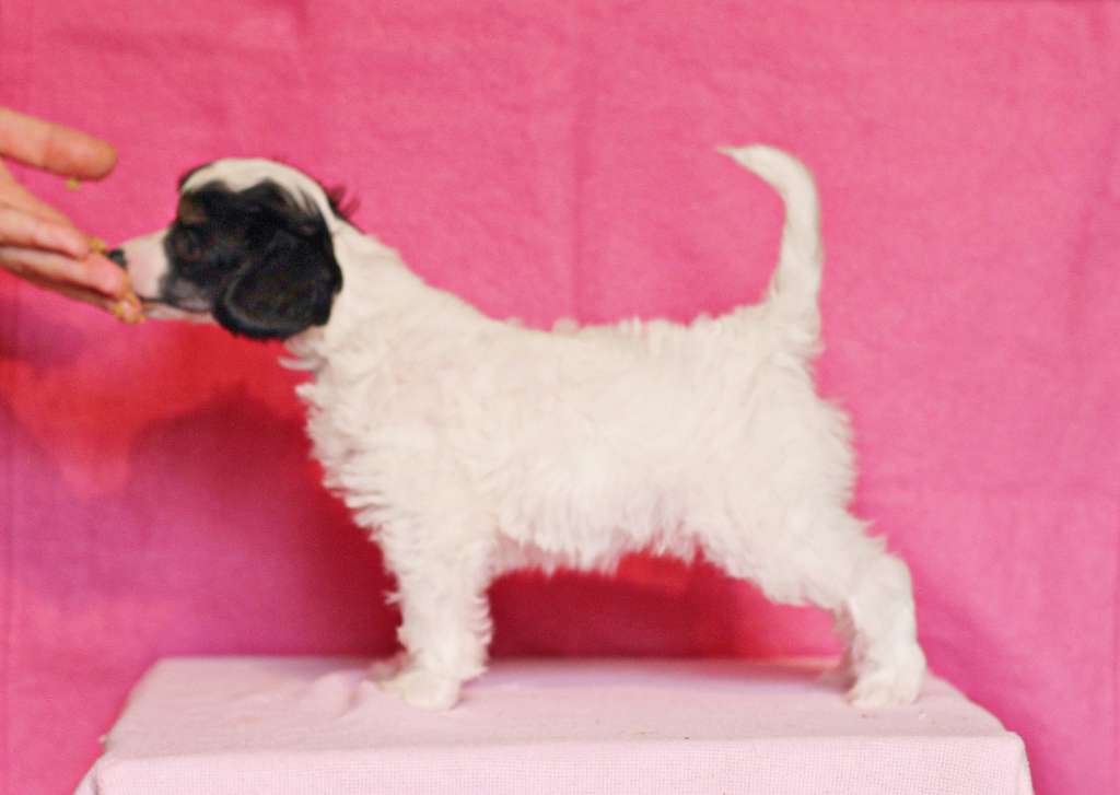 Lilla Wanillas Evermore Lilith