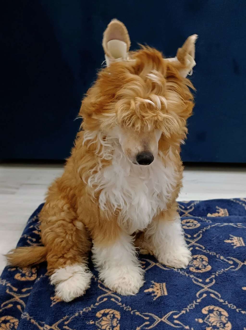 Ilatani Style Pigeon Stilyaga