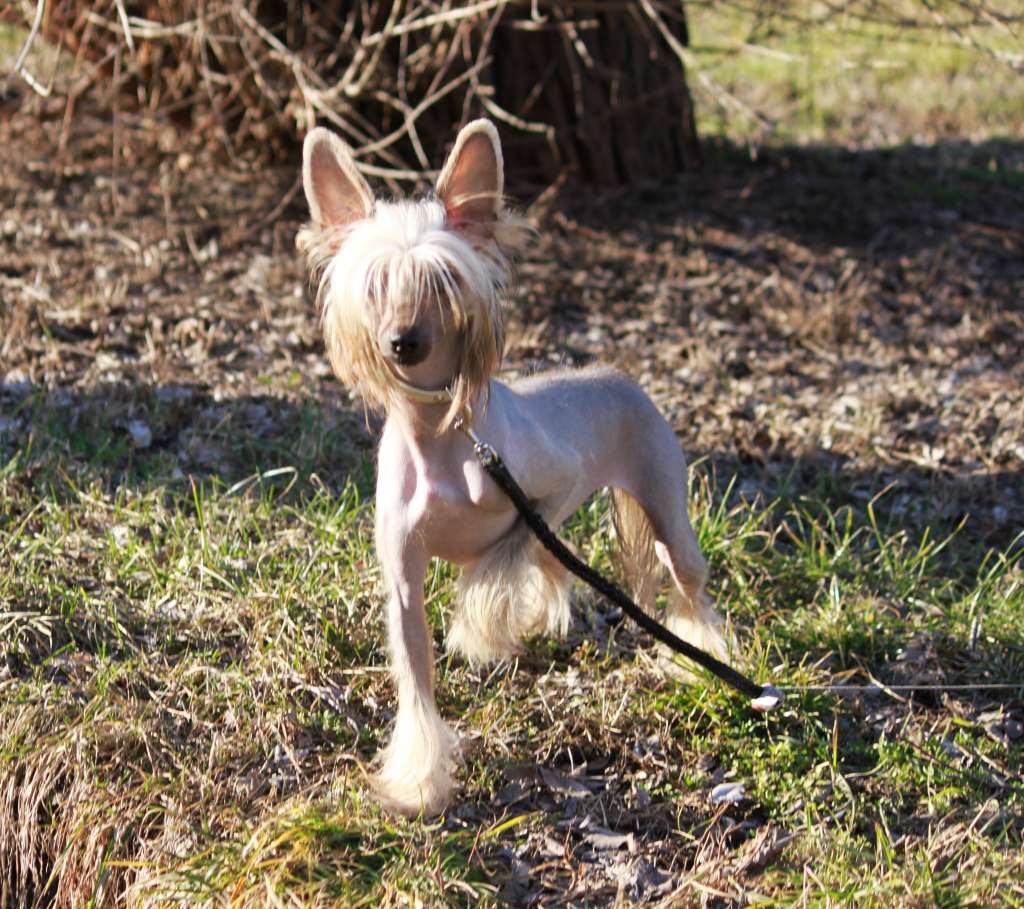 Elana Abigail Bellmeri Geloris