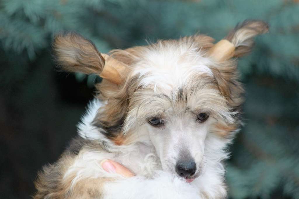 Freya De La Cour Bellmeri Geloris