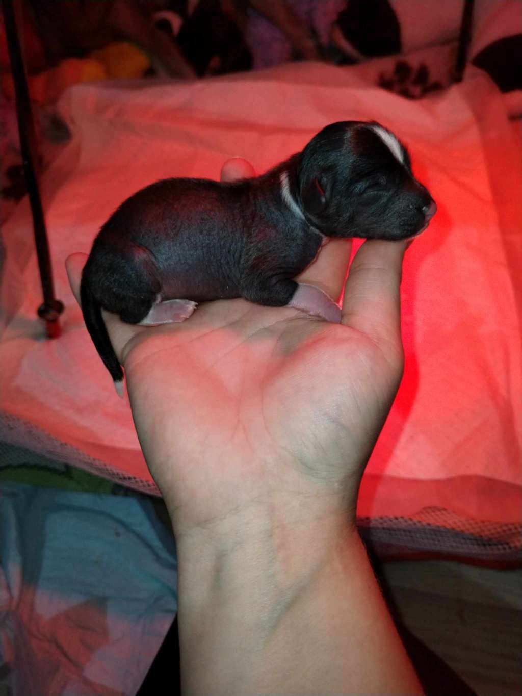 Cedrik Maytay's Minng