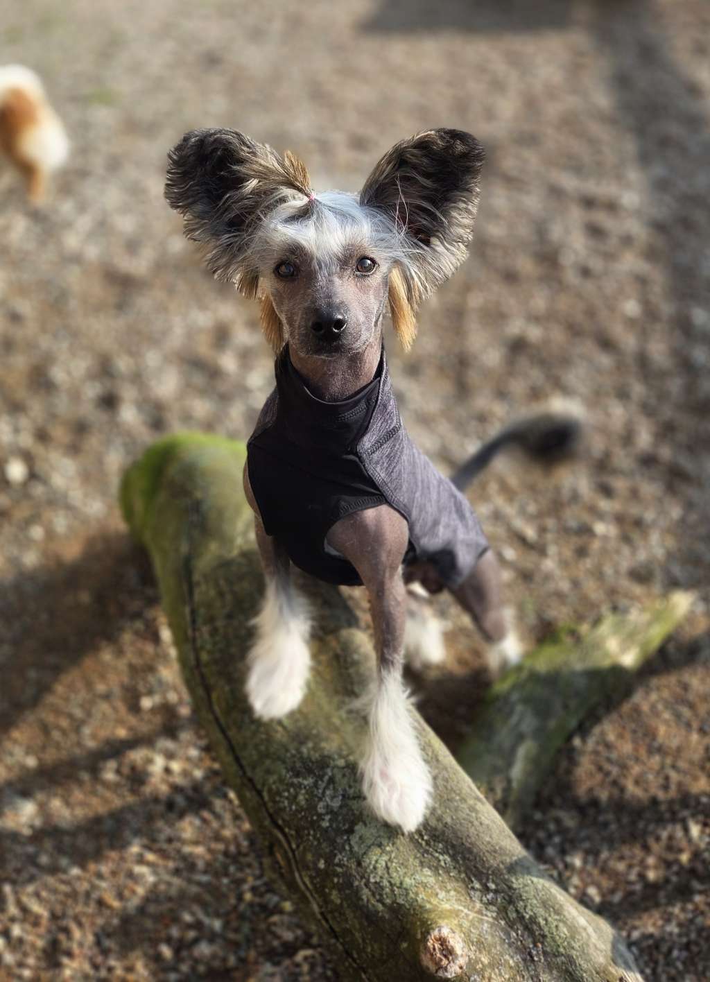 EXxiino's Give Me The Muffin